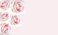 Beautiful pink roses background for Valentine`s day. Royalty Free Stock Photo