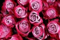 Beautiful pink roses background Royalty Free Stock Photo