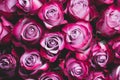 Beautiful pink roses background Royalty Free Stock Photo