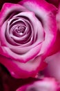 Beautiful pink roses background Royalty Free Stock Photo