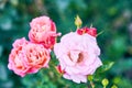 Beautiful pink roses blooming in garden close up, selective focus. Closeup buds of roses on background of greenery Royalty Free Stock Photo
