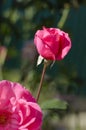 Beautiful pink roses blooming on a summer day