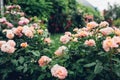 Beautiful pink roses blooming in summer garden. Fresh flowers in blossom growing in park Royalty Free Stock Photo