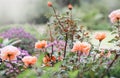 Beautiful pink roses blooming in summer garden. Rose flowers growing outdoors Royalty Free Stock Photo