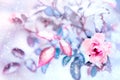 Beautiful pink roses and blue leaves in snow and frost in a winter park. Christmas artistic image. Selective and soft focus