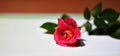 Beautiful pink roses on a blurred background