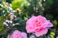 Beautiful pink roses Bonica in the garden. Perfect for background of greeting cards for birthday, Valentine`s Day and Mother`s Day Royalty Free Stock Photo