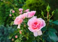 Beautiful pink roses Bonica in the garden. Perfect for background of greeting cards for birthday, Valentine`s Day and Mother`s Day Royalty Free Stock Photo