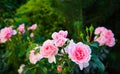 Beautiful pink roses Bonica in the garden. Perfect for background of greeting cards for birthday, Valentine`s Day and Mother`s Day Royalty Free Stock Photo