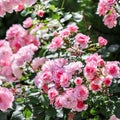 Beautiful pink roses Bonica in the garden. Perfect for background of greeting cards for birthday, Valentine`s Day and Mother`s D Royalty Free Stock Photo