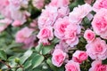 Beautiful pink roses Bonica in the garden. Perfect for background of greeting cards for birthday, Valentine`s Day and Mother`s D Royalty Free Stock Photo