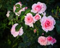 Beautiful pink roses Bonica in the garden. Perfect for background of greeting cards for birthday, Valentine`s Day and Mother`s Day Royalty Free Stock Photo