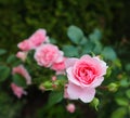 Beautiful pink roses Bonica in the garden. Perfect for background of greeting cards for birthday, Valentine`s Day and Mother`s Day Royalty Free Stock Photo