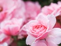 Beautiful pink roses Bonica in the garden. Perfect for background of greeting cards for birthday, Valentine`s Day and Mother`s D Royalty Free Stock Photo