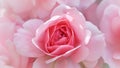 Beautiful pink roses Bonica. Perfect for background of greeting cards for birthday, Valentine`s Day and Mother`s Day Royalty Free Stock Photo