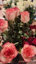 beautiful pink roses bouquet flowers flora, botanical variety Royalty Free Stock Photo