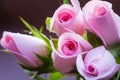 Beautiful Pink Roses Bouquet, on uniform background. Gift for a Marriage or Valentine`s Day Royalty Free Stock Photo