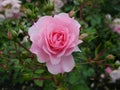 Beautiful   pink roses  with buds in sunny  garden Royalty Free Stock Photo