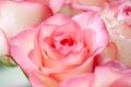 Beautiful pink roses bunch closeup Royalty Free Stock Photo
