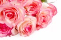 Beautiful pink roses bunch closeup Royalty Free Stock Photo