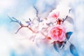 Beautiful pink roses and butterfly in the snow and frost on a blue and pink background. Snowing. Artistic winter natural image.