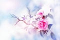 Beautiful pink roses and butterfly in the snow and frost on a blue and pink background. Snowing. Artistic winter natural image. Se