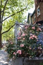 Pink Roses along a Fence and Neighborhood Sidewalk with a Row of Old Homes in Long Island City Queens Royalty Free Stock Photo