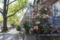 Pink Roses along a Fence and Neighborhood Sidewalk with a Row of Old Homes in Long Island City Queens Royalty Free Stock Photo