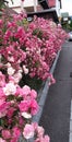 Beautiful pink roses climbing over an old fence. Hedges in form of bushes of flowering garden rose along the  fence on street, Royalty Free Stock Photo