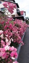 Beautiful pink roses climbing over an old fence. Hedges in form of bushes of flowering garden rose along the  fence on street, Royalty Free Stock Photo