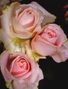 Beautiful pink roses close-up picture in the bouquet Royalty Free Stock Photo