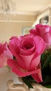 Beautiful pink roses in a cream jug