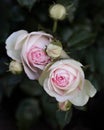 Beautiful pink roses of the Eden Rose variety Pierre de Ronsard - close-up, macro shot. Selective focus. Royalty Free Stock Photo