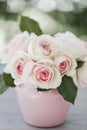 Beautiful pink roses of the Eden Rose variety Pierre de Ronsard - close-up, macro shot. Selective focus. Royalty Free Stock Photo