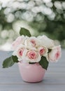 Beautiful pink roses of the Eden Rose variety Pierre de Ronsard - close-up, macro shot. Selective focus. Royalty Free Stock Photo