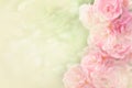 Beautiful pink roses flower border soft background for valentine Royalty Free Stock Photo