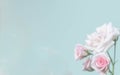 Pink roses flower border soft background for valentine Royalty Free Stock Photo
