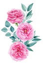 Beautiful pink roses flowers isolated on white background. Hand-drawn in watercolor, a bouquet of delicate flowers Royalty Free Stock Photo