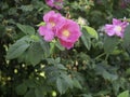 French rose, Rosa gallica, blooming with pink flowers, old European cultivar, close up, copy space