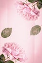 Beautiful pink roses, close up flower heads and petals on pink artistic background Royalty Free Stock Photo