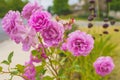 Beautiful pink roses in full bloom in the sun close-up Royalty Free Stock Photo