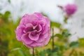 Beautiful pink roses in full bloom in the sun close-up Royalty Free Stock Photo