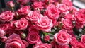 Beautiful pink roses in full bloom for use as a background image Royalty Free Stock Photo