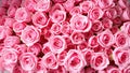 Beautiful pink roses in full bloom for use as a background image Royalty Free Stock Photo