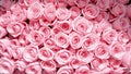 Beautiful pink roses in full bloom for use as a background image Royalty Free Stock Photo