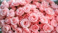 Beautiful pink roses in full bloom for use as a background image Royalty Free Stock Photo