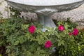 Beautiful pink roses in garden Royalty Free Stock Photo