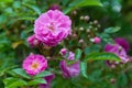 Pink  blooming rose bush outdoors Royalty Free Stock Photo