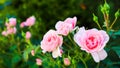 Beautiful pink roses in the garden. Perfect for background  of greeting cards for birthday, Valentine`s Day and Mother`s Day Royalty Free Stock Photo