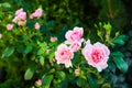 Beautiful pink roses in the garden. Perfect for background  of greeting cards for birthday, Valentine`s Day and Mother`s Day Royalty Free Stock Photo